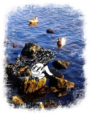 Feed the ducks