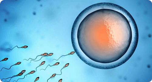 Conception