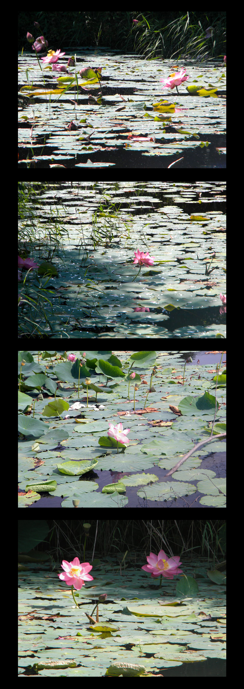 Lotus collage