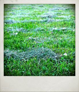 mawn grass